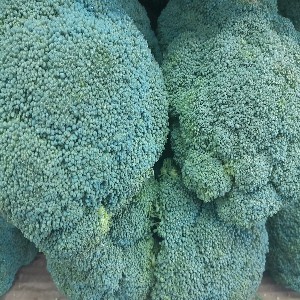 Broccoli 