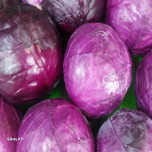 Purple Cabbage