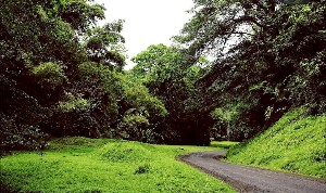 Premium Rainforest Experience (Group 5–10 People)
