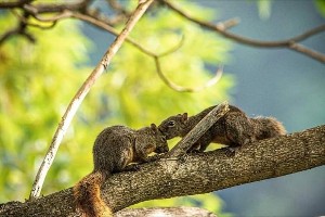 Standard Rainforest Experience (Group 5–10 People)