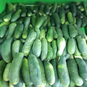 Cucumbers