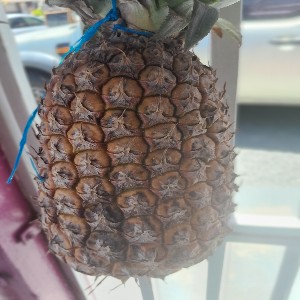 Pineapple
