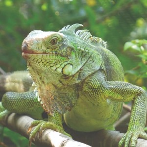Rainforest River Hike and Waterfall