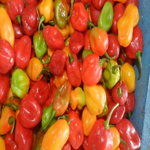 Hot Pepper