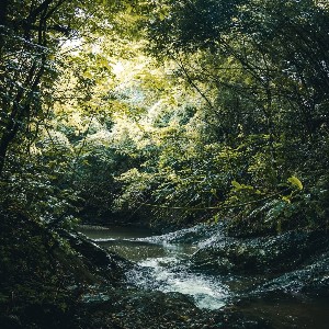 Standard Rainforest Tour Package