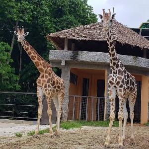Emperor Valley Zoo and Royal Botanical Gardens Tour