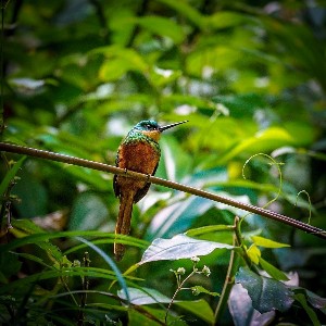 Full-Day Tobago Adventure