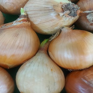 Onion